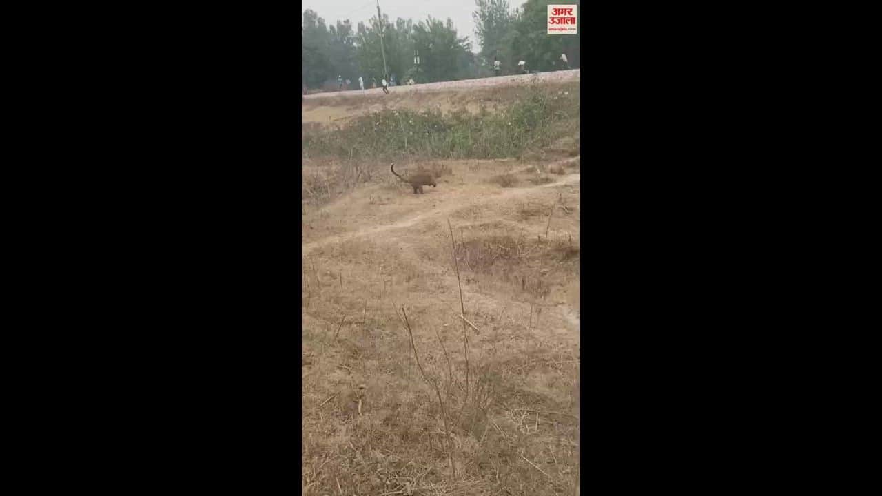 VIDEO : आबादी के इलाके में जब तेंदुए ने लगाई दौड़... भिड़ गए लोग