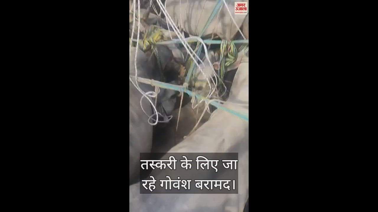 VIDEO : Police caught cattle being smuggled, three including truck driver detained