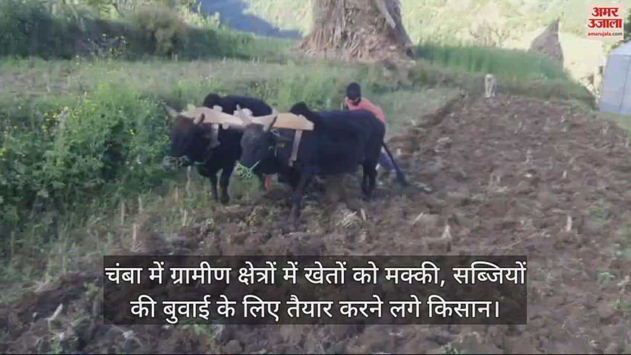 VIDEO : Farmers started preparing fields for sowing of maize and vegetables in rural areas in Chamba