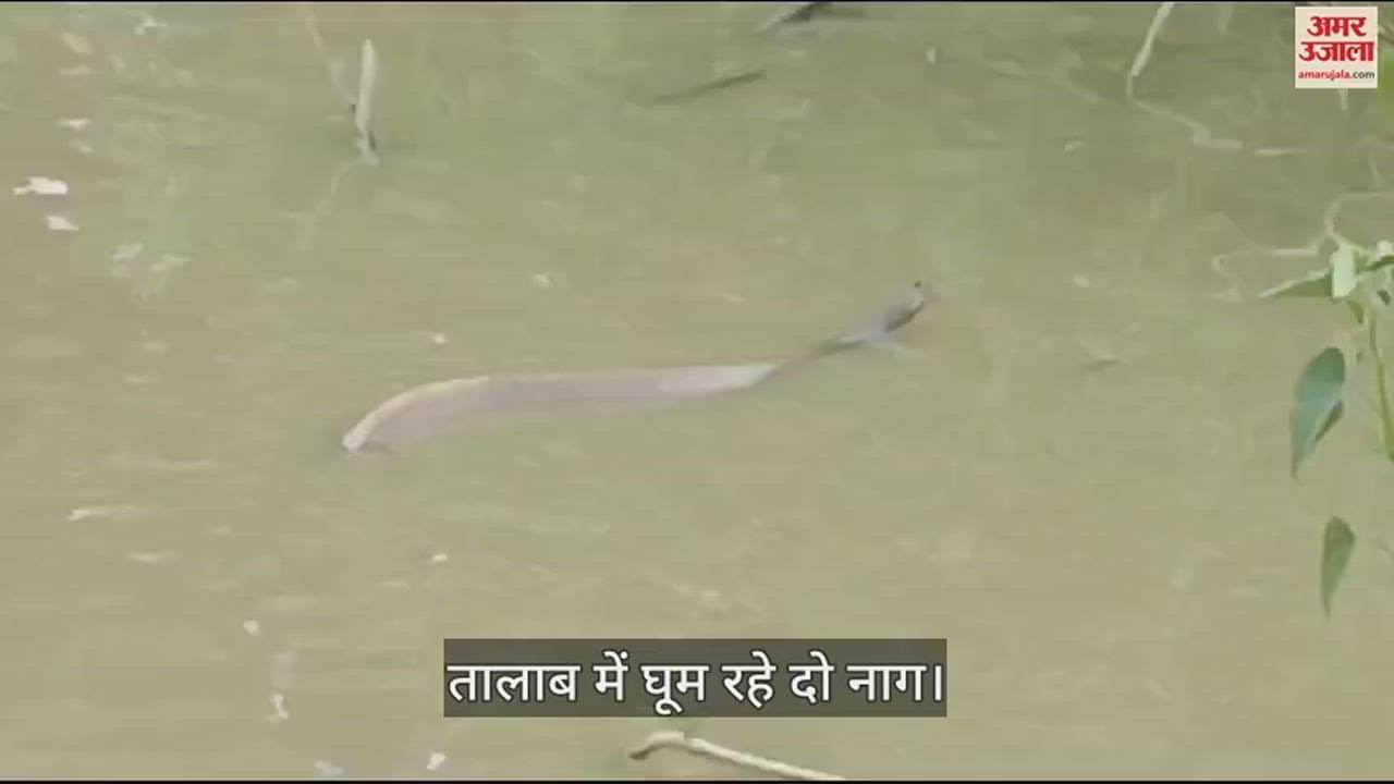 VIDEO : नागदेवता मान ग्रामीण पिला रहे दूध, एक ने की पकड़ने की कोशिश तो काटने से हुई मौत