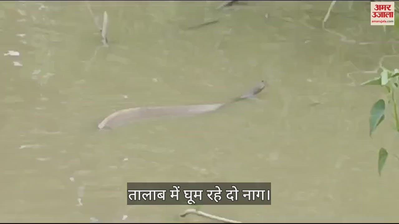 VIDEO : नागदेवता मान ग्रामीण पिला रहे दूध, एक ने की पकड़ने की कोशिश तो काटने से हुई मौत