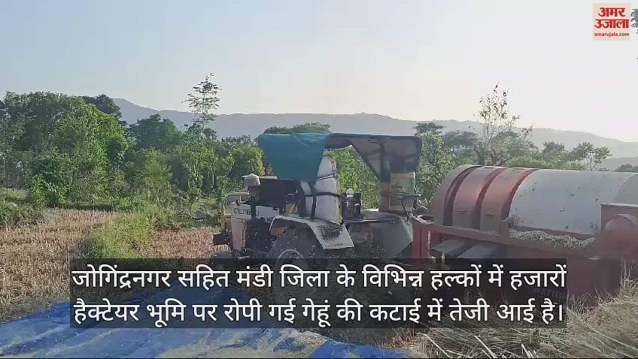 VIDEO : Himachal farmers started harvesting and threshing the wheat crop