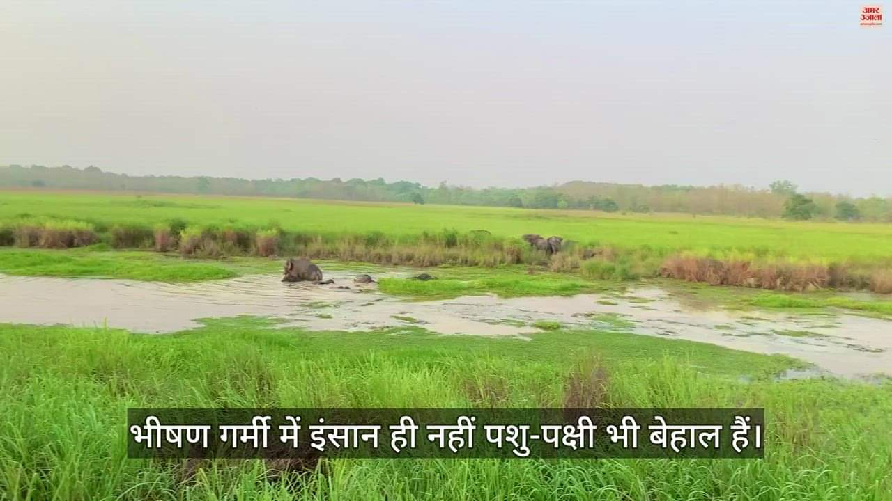 VIDEO : भीषण गर्मी में जंगली जानवर भी बेहाल, दुधवा के तालाबों में जल विहार कर रहे हाथी