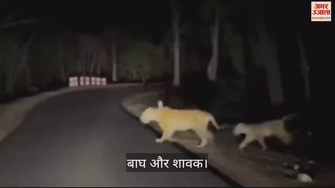VIDEO : जंगल में चार बाघ दिखने से मचा हड़कंप, सड़क पार करते हुए कैमरे में कैद, दहशत में स्थानीय लोग