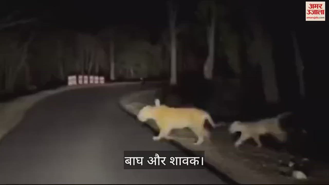 VIDEO : जंगल में चार बाघ दिखने से मचा हड़कंप, सड़क पार करते हुए कैमरे में कैद, दहशत में स्थानीय लोग