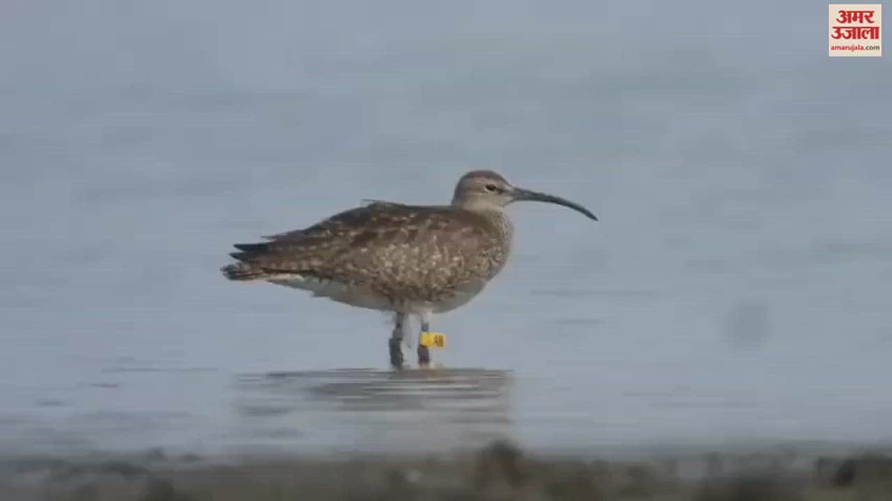 VIDEO : छत्तीसगढ़ में पहली बार दिखा टैग लगा हुआ प्रवासी पक्षी व्हिंब्रेल, देखें वीडियो