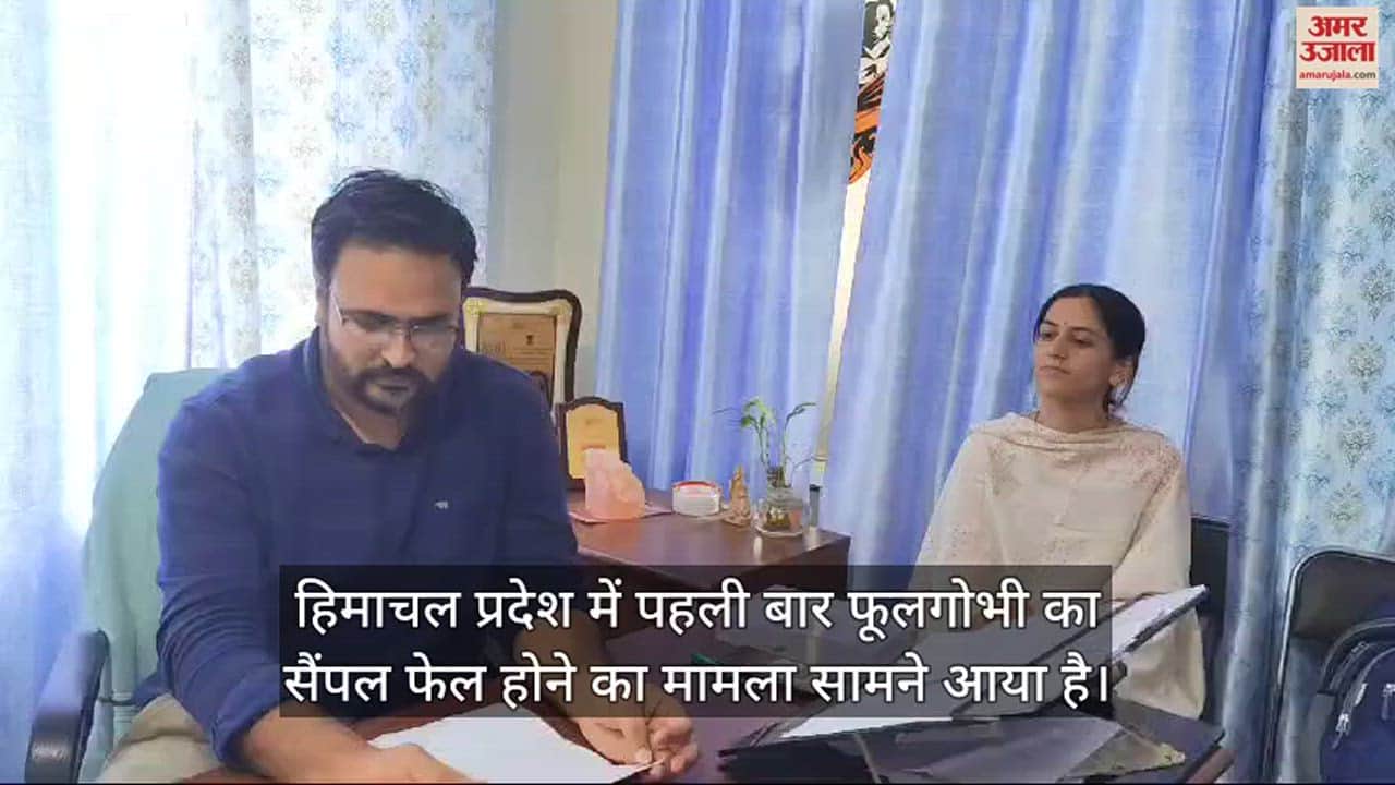 VIDEO : Cauliflower sample fails for the first time in Himachal harmful pesticides found may cause cancer