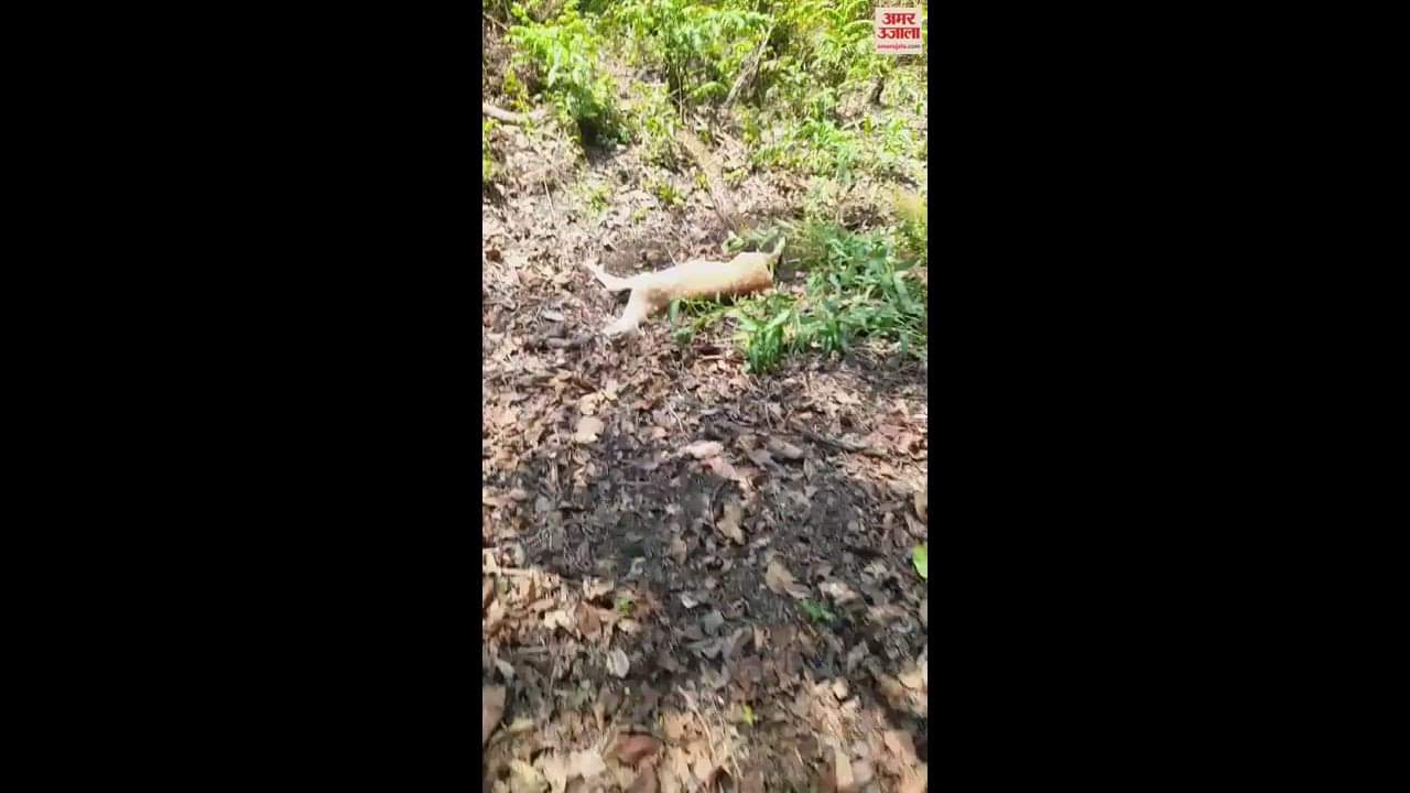 VIDEO : यह पीटीआर है, पहले किया शिकार.. फिर हिरन को निगल गया अजगर, दृश्य देख सन्न रह गए लोग