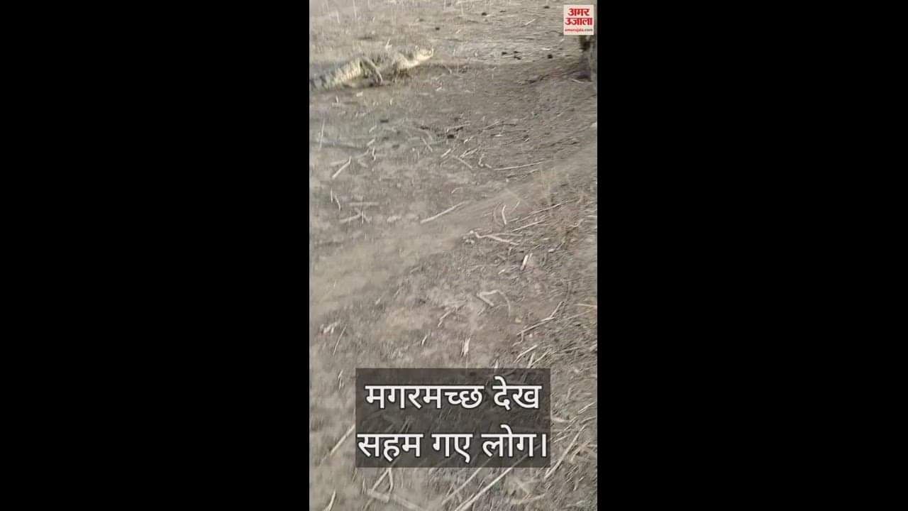 VIDEO : Eight feet long crocodile caught in residential colony in Sonbhadra