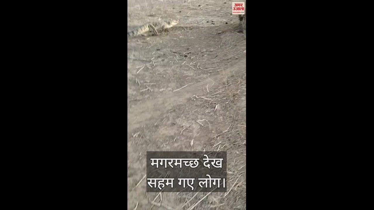 VIDEO : Eight feet long crocodile caught in residential colony in Sonbhadra