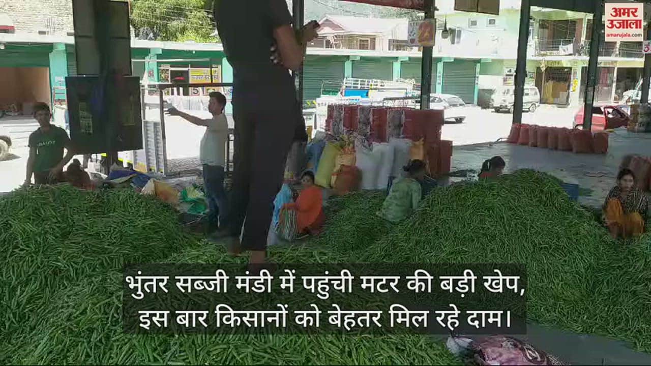 VIDEO : A large consignment of peas reached Bhuntar vegetable market, farmers got better prices