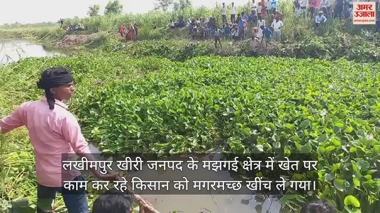 VIDEO : लखीमपुर खीरी में नाले के किनारे पेशाब कर रहे किसान को खींच ले गया मगरमच्छ