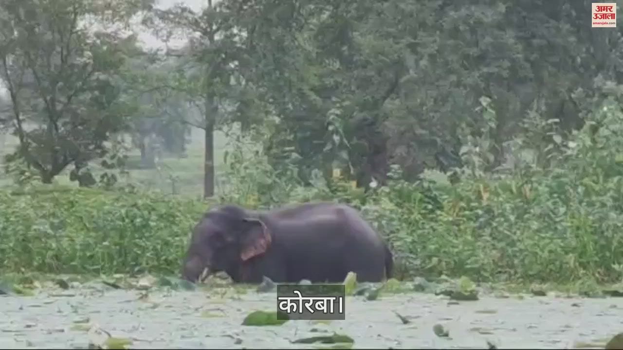 VIDEO : कोरबा में दंतैल हाथी का आतंक, तालाब में घुसकर लगाई डुबकी, देखें