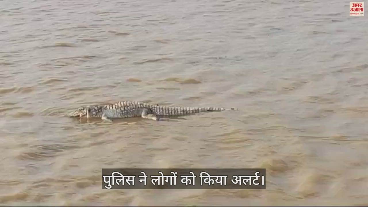 VIDEO : हमीरपुर में बेतवा नदी में दिखा मगरमच्छ, सहमे लोग