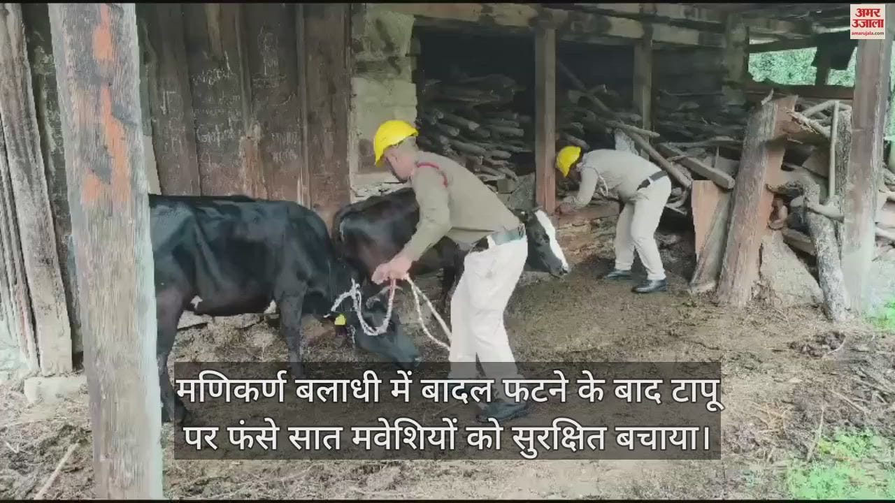 VIDEO : Seven cattle trapped on the island after cloudburst in Manikaran Baladhi were rescued safely
