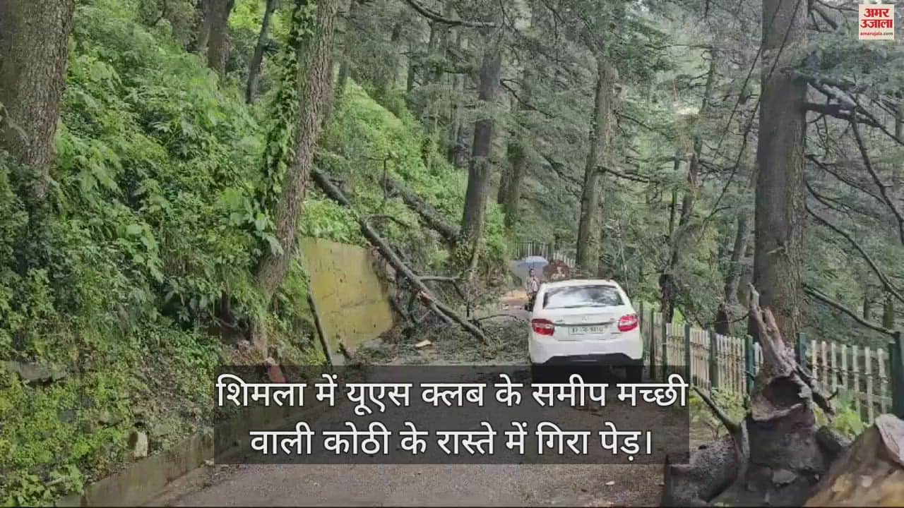 VIDEO : Trees fell at many places in Shimla, houses are in danger due to landslides in many areas