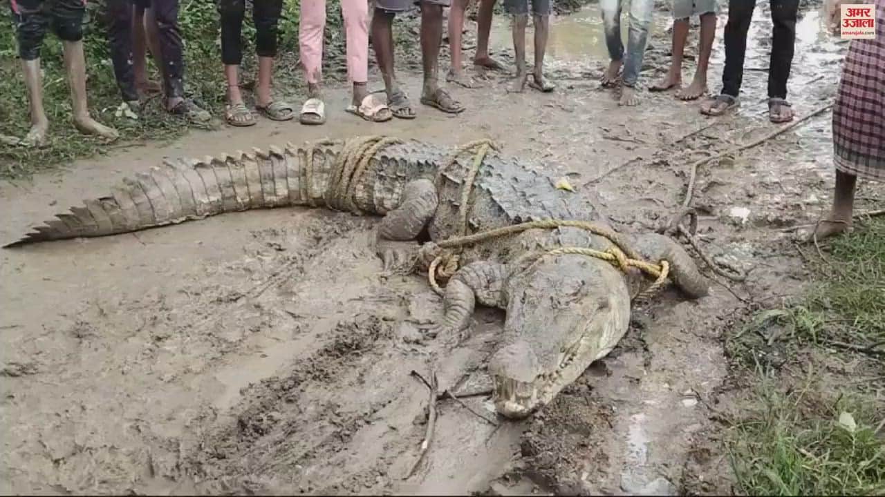 VIDEO : खेत में पहुंचा 10 फीट लंबा मगमच्छा, देखकर ग्रामीण रह गए हैरान