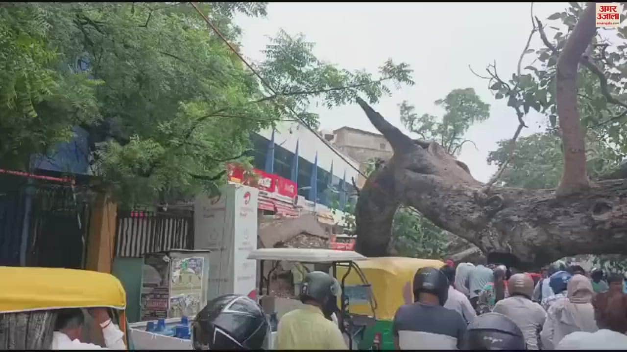 VIDEO : peepal tree fallen in middle of the road was not removed causing severe damage people are angry