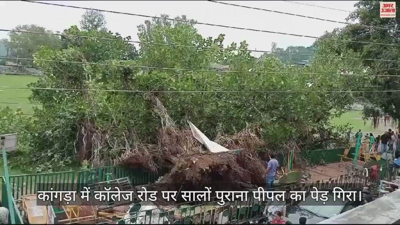 VIDEO : Hundreds of years old peepal tree fell on College Road in Kangra