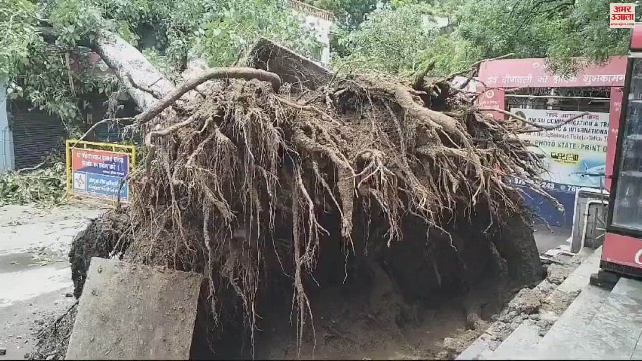VIDEO : huge old tree suddenly fell Lanka-Nagwa road blocked huge traffic jam