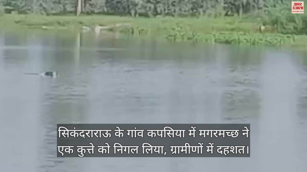 VIDEO : सिकंदराराऊ के गांव कपसिया में मगरमच्छ ने एक कुत्ते को निगल लिया, ग्रामीणों में दहशत