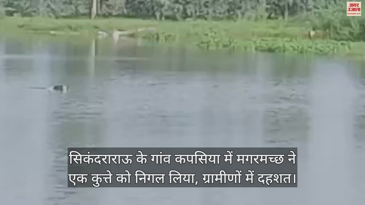 VIDEO : सिकंदराराऊ के गांव कपसिया में मगरमच्छ ने एक कुत्ते को निगल लिया, ग्रामीणों में दहशत