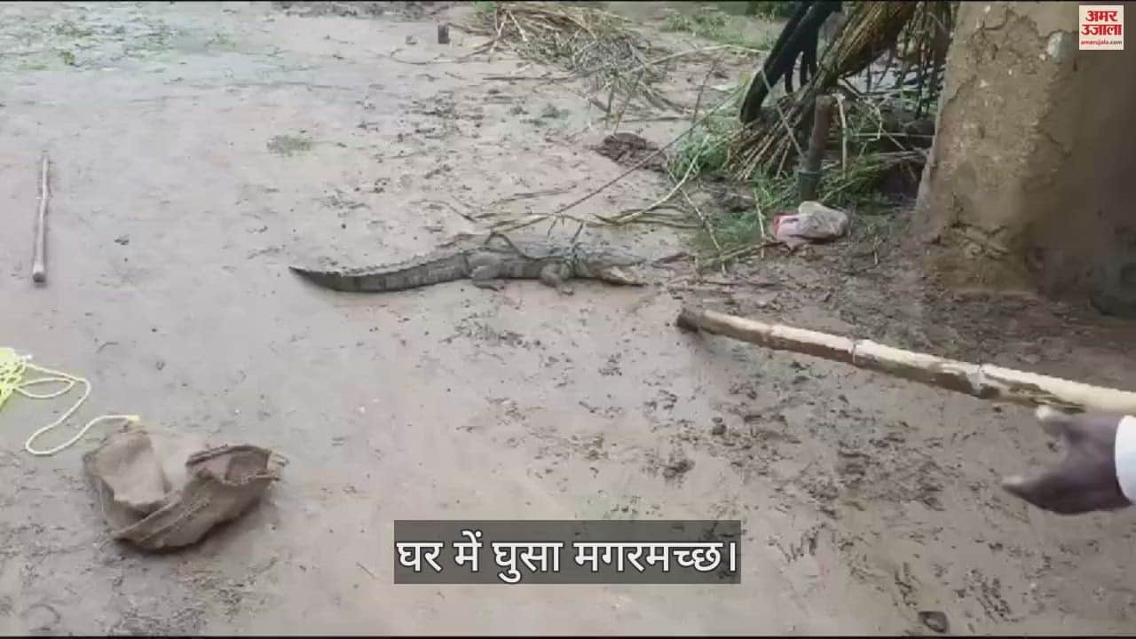VIDEO : Crocodile entered the house in mirzapur family members woke up after hearing woman scream
