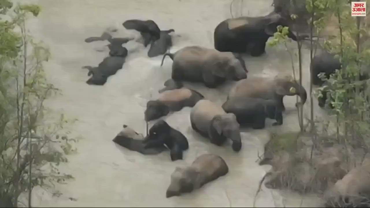 VIDEO : अलग-अलग दलों में 108 हाथी कर रहे विचरण, देखें वीडियो