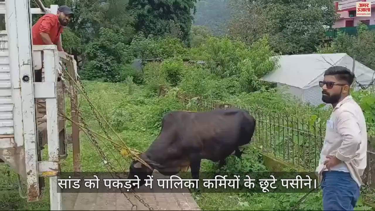 VIDEO : सांड को पकड़ने में पालिका कर्मियों के छूटे पसीने, ऐसी हो गई सबकी हालत