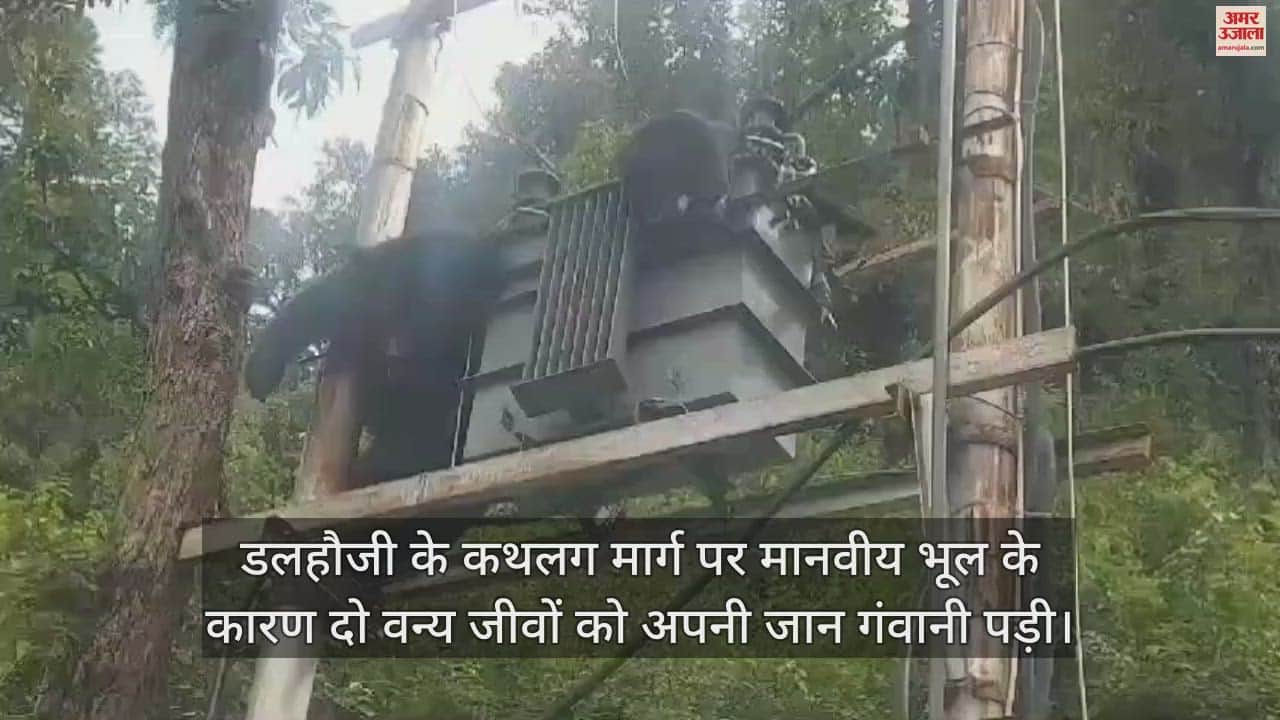VIDEO : female bear also lost her life while trying to save her child electric current passed through the transformer