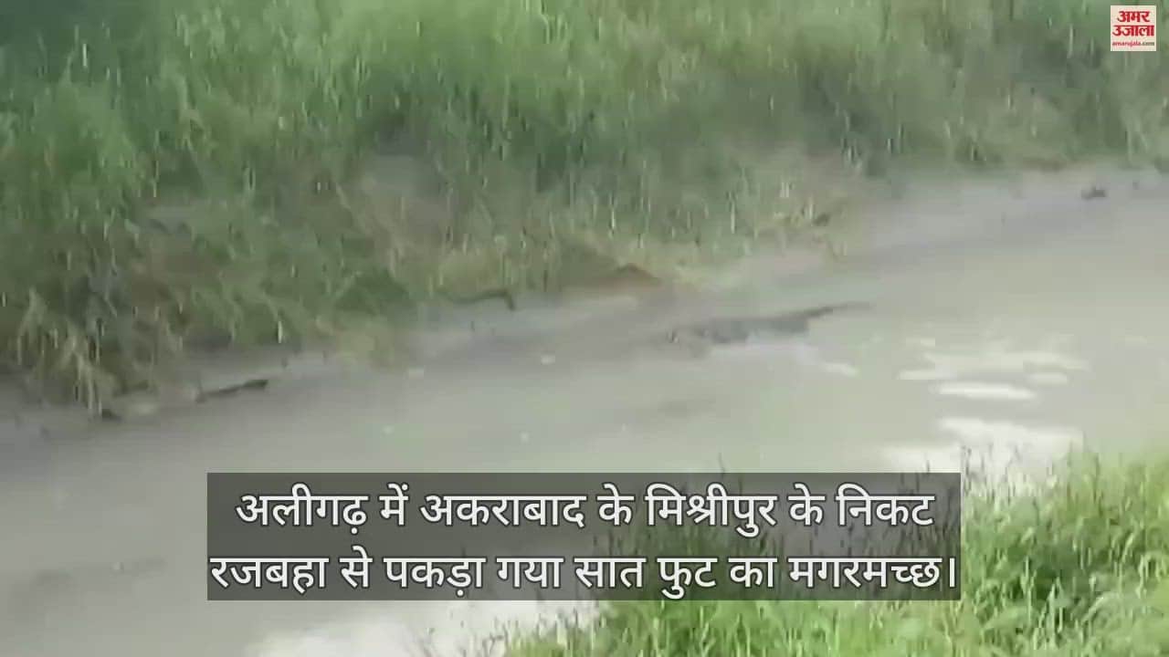 VIDEO : अलीगढ़ में अकराबाद के मिश्रीपुर के निकट रजबहा से पकड़ा गया सात फुट का मगरमच्छ