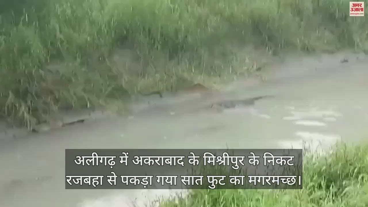 VIDEO : अलीगढ़ में अकराबाद के मिश्रीपुर के निकट रजबहा से पकड़ा गया सात फुट का मगरमच्छ