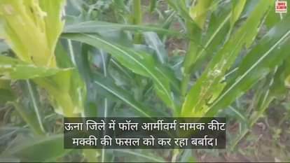 VIDEO : An insect called fall armyworm is destroying the maize crop in Una