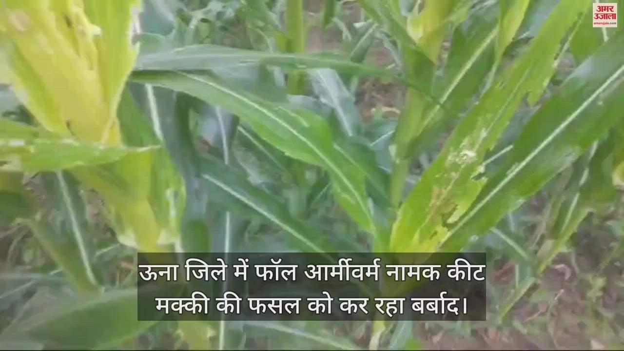 VIDEO : An insect called fall armyworm is destroying the maize crop in Una