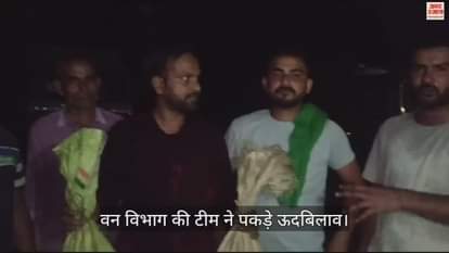 VIDEO : Bijnor: एक घर से आई ऊदबिलाव के रोने की भयानक आवाज, वन विभाग ने छह पकड़े, एक भाग निकला