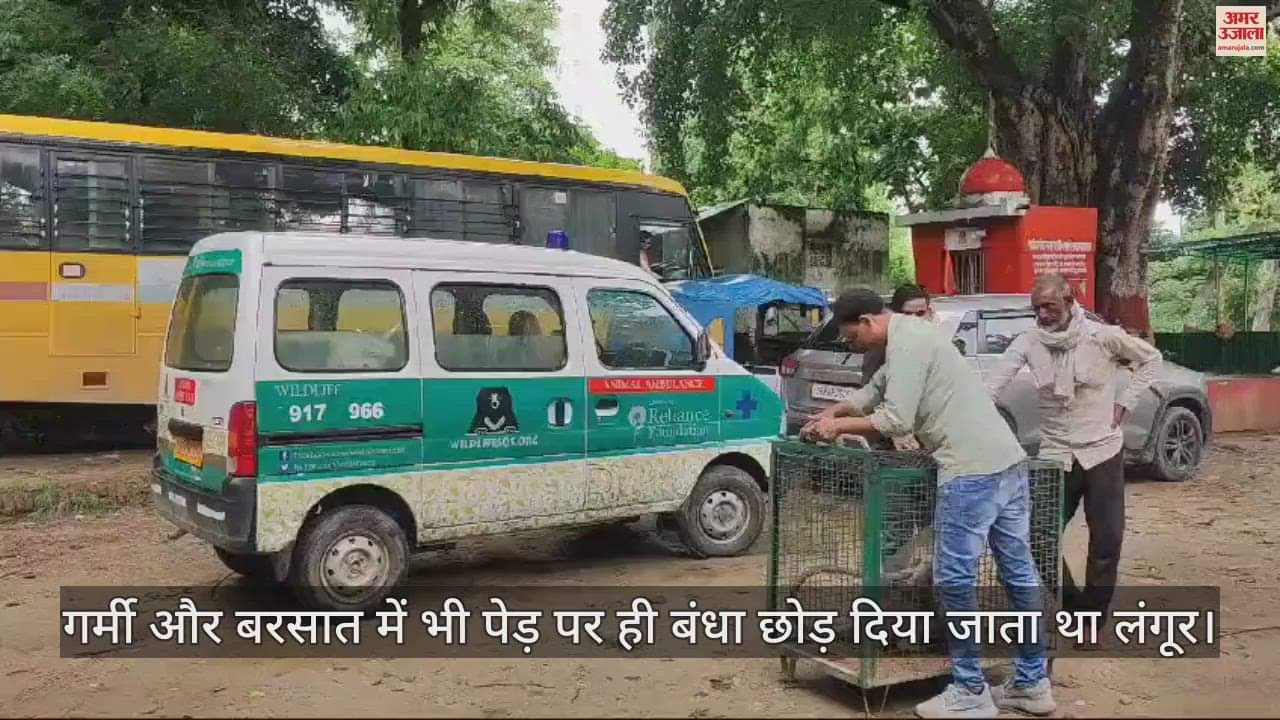 VIDEO : कॉलोनी में बांध रखा था लंगूर, वन विभाग ने कराया मुक्त