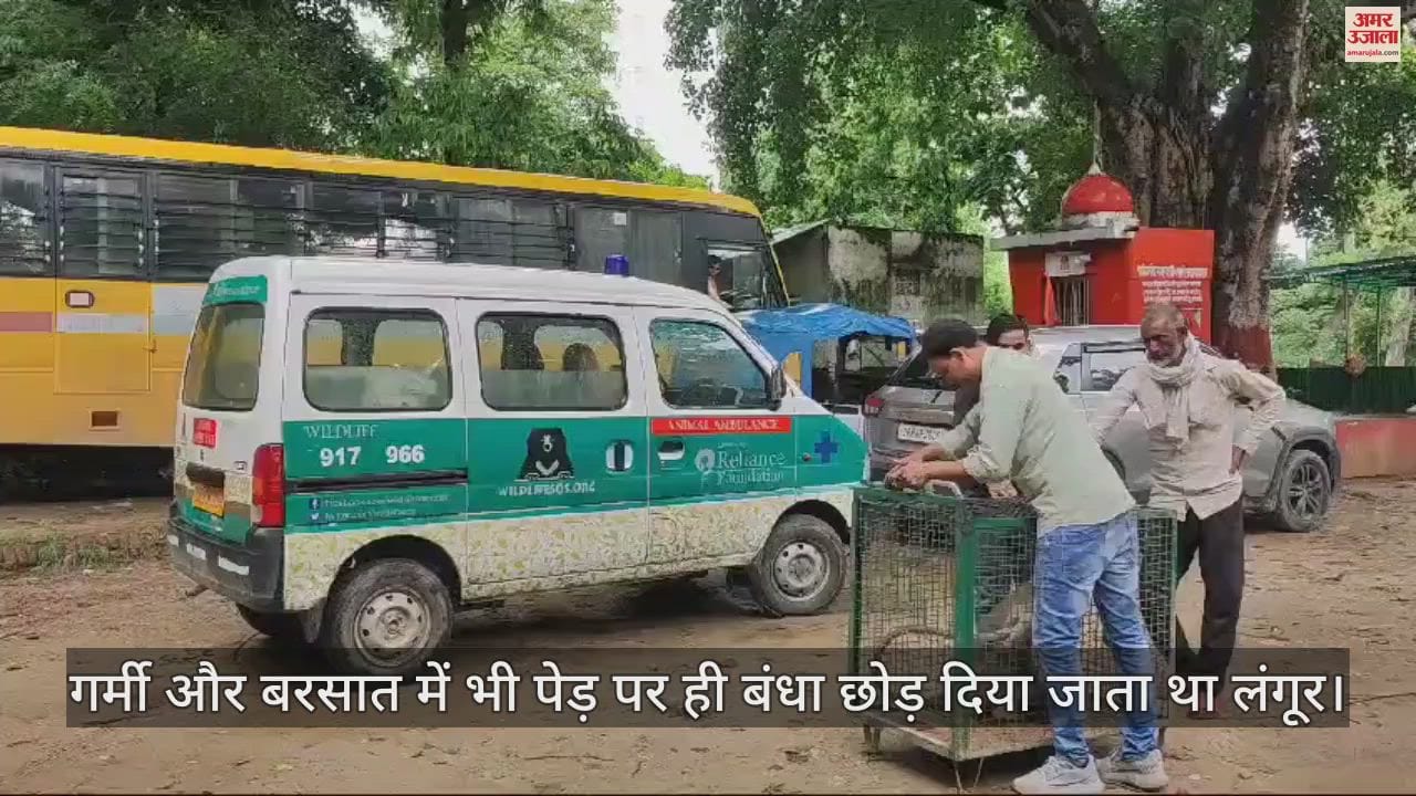 VIDEO : कॉलोनी में बांध रखा था लंगूर, वन विभाग ने कराया मुक्त