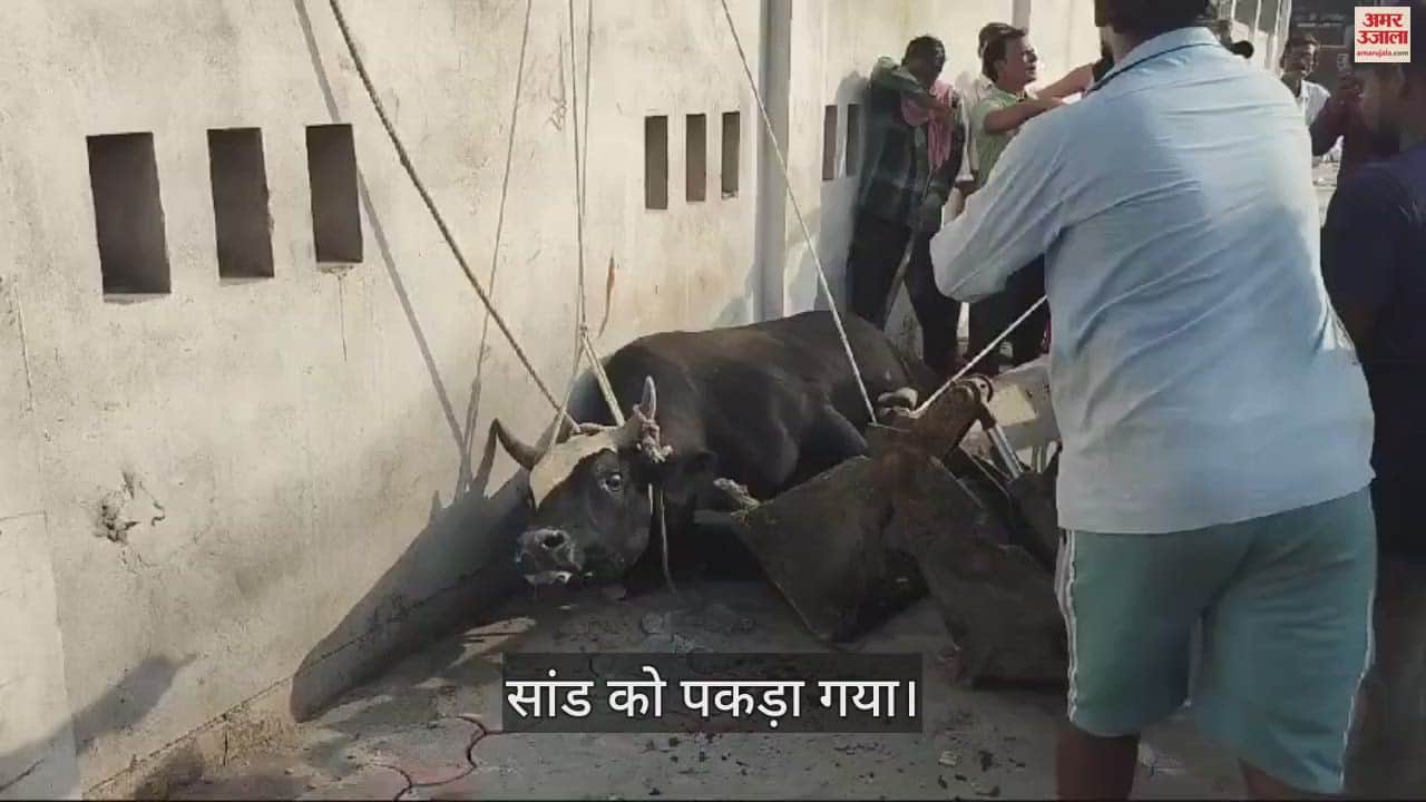 VIDEO : जिस सांड ने वृद्ध को पटक कर मार डाला, उसे पकड़ने के लिए करनी पड़ी कड़ी मशक्कत