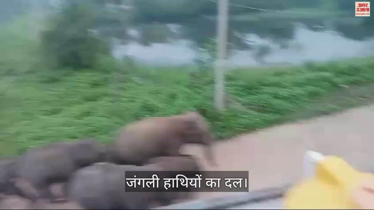 VIDEO : रायगढ़ में गांव की गलियों में घुम रहे गजराज, रात भर मचाया उत्पात, आधे दर्जन से अधिक गांव के दहशत