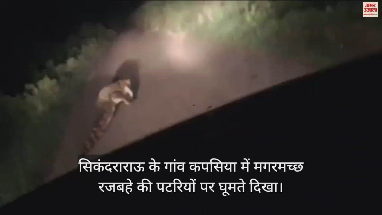 VIDEO : सिकंदराराऊ के गांव कपसिया में मगरमच्छ रजबहे की पटरियों पर घूमते दिखा