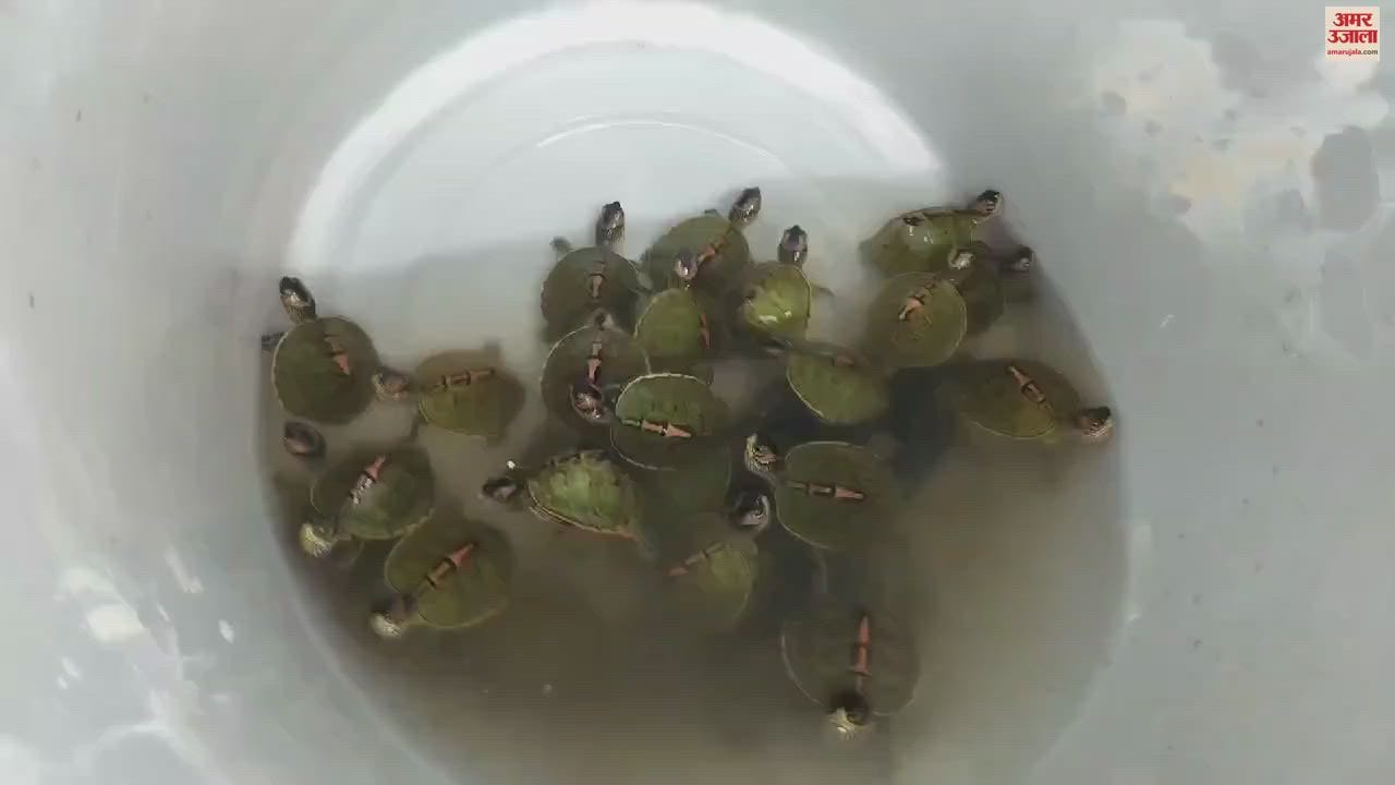 VIDEO : Rare species of turtles reared at home for sale recovered in Ambala
