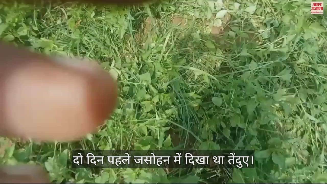 VIDEO : इटावा में अब ब्रह्माणी मंदिर के पास दिखा तेंदुआ, लोगों में दहशत