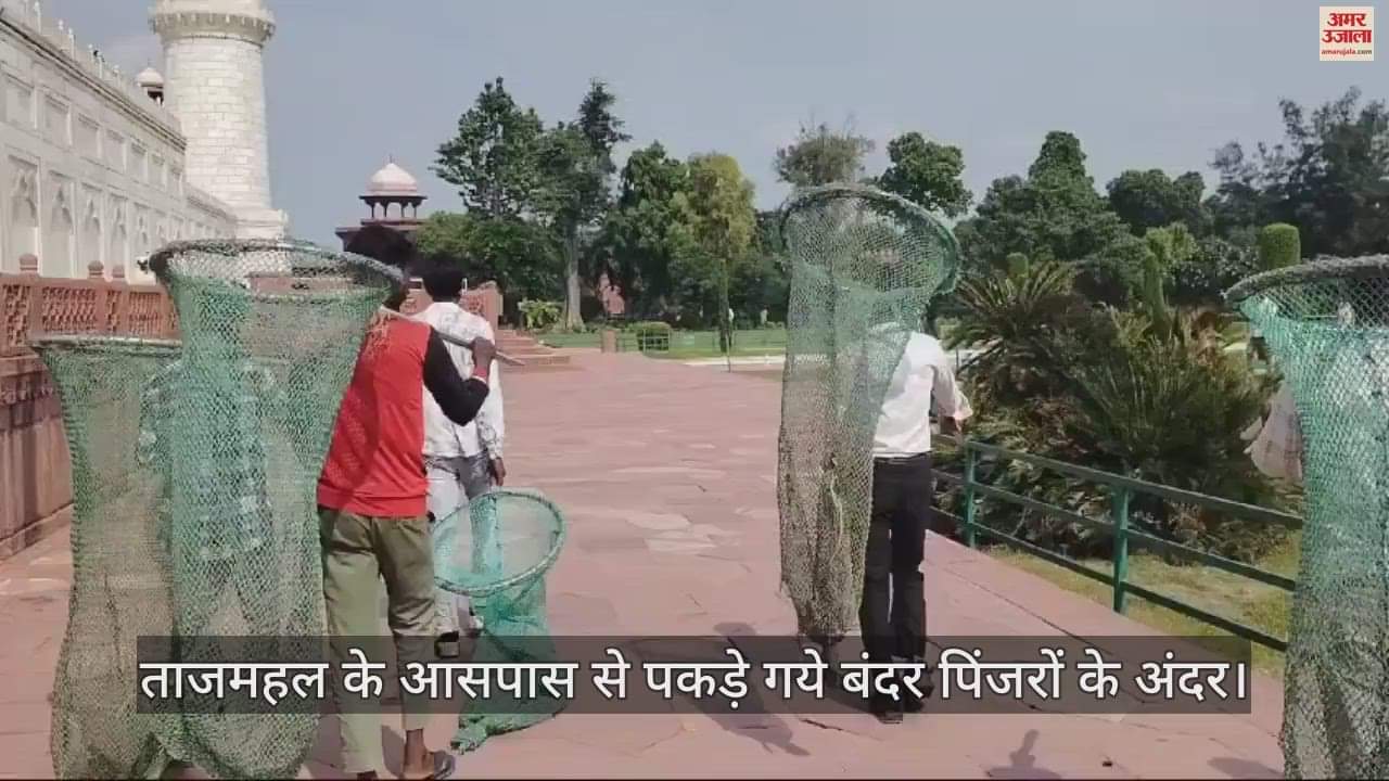VIDEO : ताज के पास नगर निगम की टीम ने चलाया अभियान, कुत्ते और बंदरों को जाल बिछाकर पकड़ा