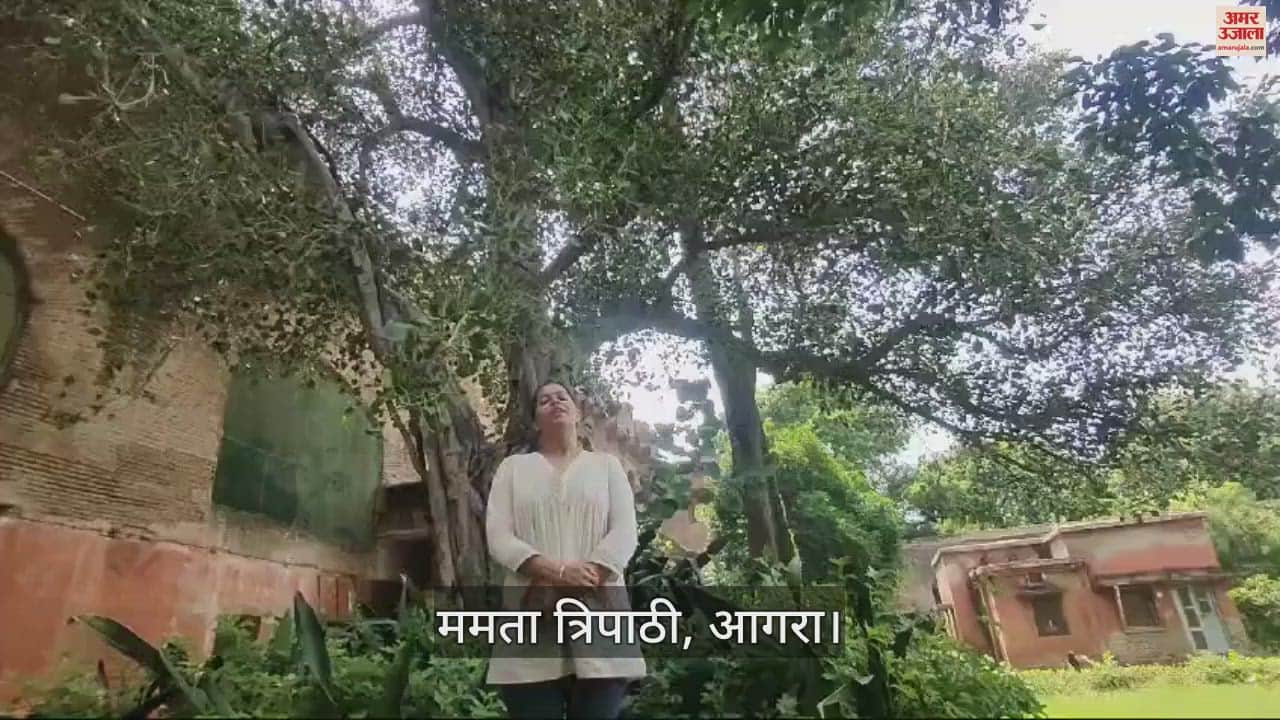 VIDEO : आगरा में है सैकड़ों साल पुराना एकमात्र वो पेड़, जिसके पत्तों में कान्हा छिपाते थे मक्खन