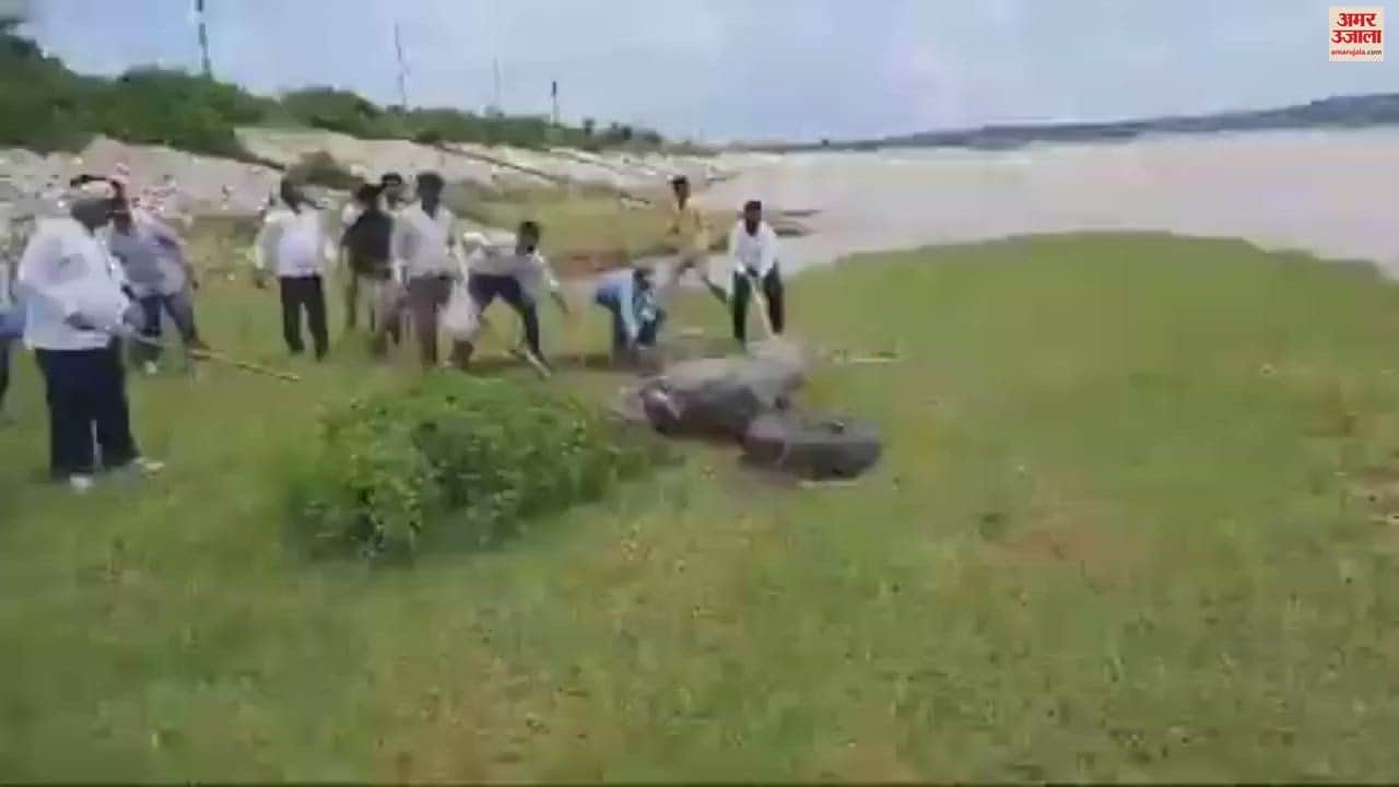 VIDEO : crocodile seen in fields of Chakia forest department caught it and released it in Chandraprabha