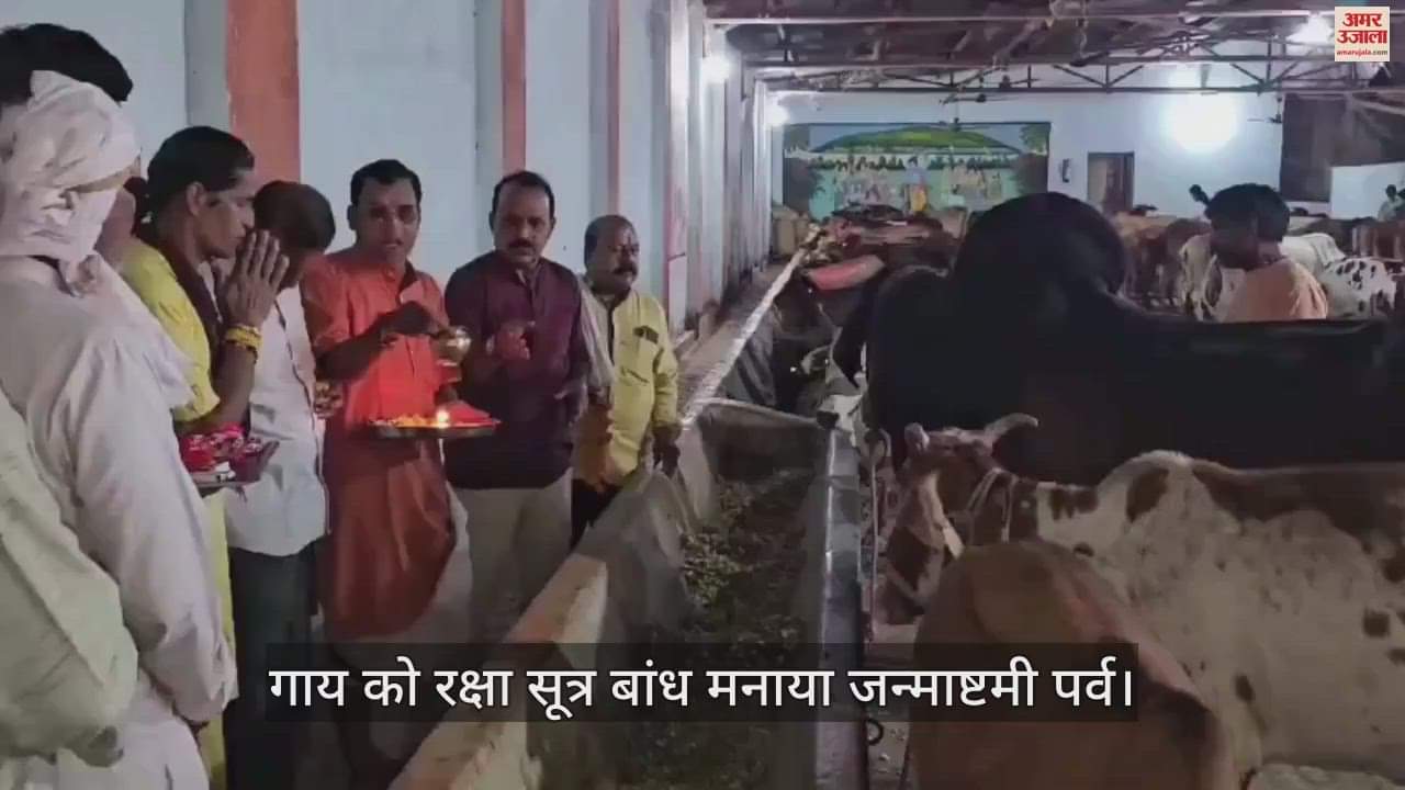 Gau Rakshabandhan celebrated on Janmashtami, Rakhi tied to cow mother in Ganesh Gaushala