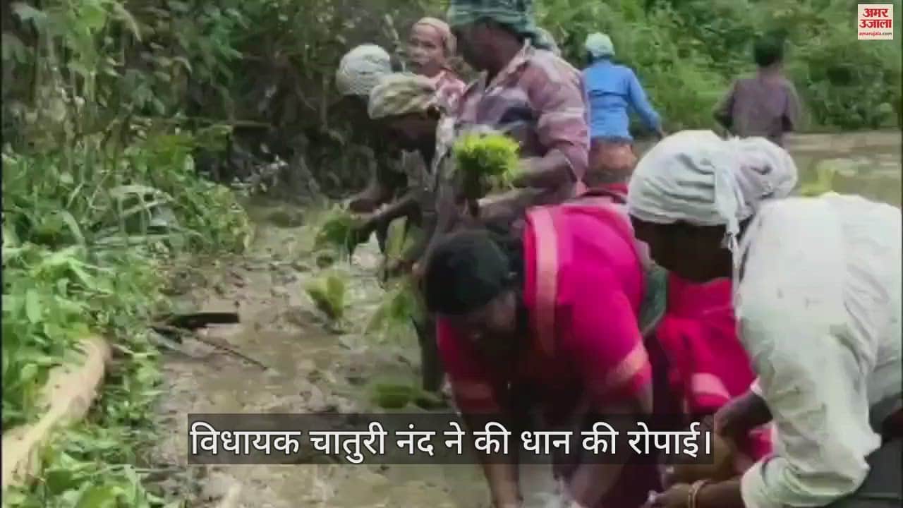 VIDEO : महासमुंद में विधायक चातुरी नंद ने की धान की रोपाई, देखें