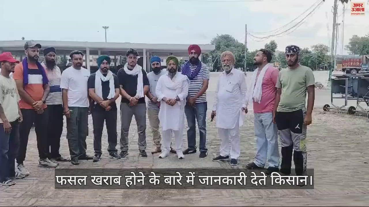 VIDEO : कपूरथला में डीलर ने किसानों को बेचा नकली बीज, 10 से ज्यादा गांवों में 1400 एकड़ धान की फसल खराब