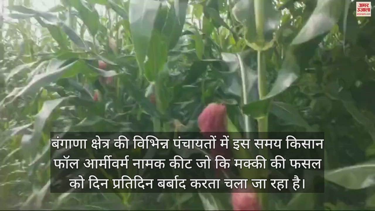 VIDEO : Fall Armyworm Insects are destroying the maize crop in Una