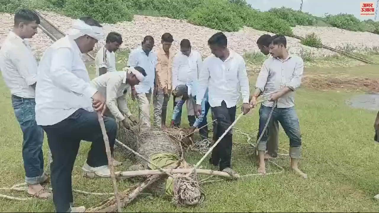 VIDEO : Forest department and villagers caught the crocodile success was achieved after hours of hard work
